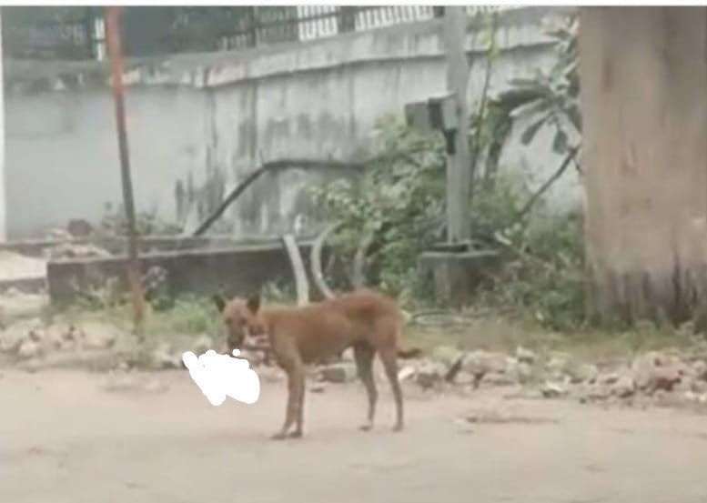 MMCH परिसर में नवजात का शव लेकर घूमता दिखा कुत्ता, लोग हतप्रभ